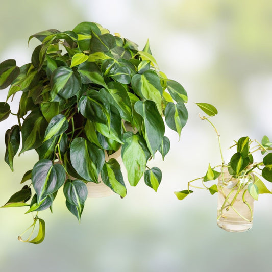 Heart Leaf Philodendron Cuttings - 10 Live Unrooted Stem Propagules - Philodendron hederaceum Indoor Houseplant Starter