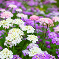 Shasta Daisy Seeds 25+ Pack Bright White & Yellow Flowers Leucanthemum × superbum Live Plant Cutting Bare Root Starter Plant