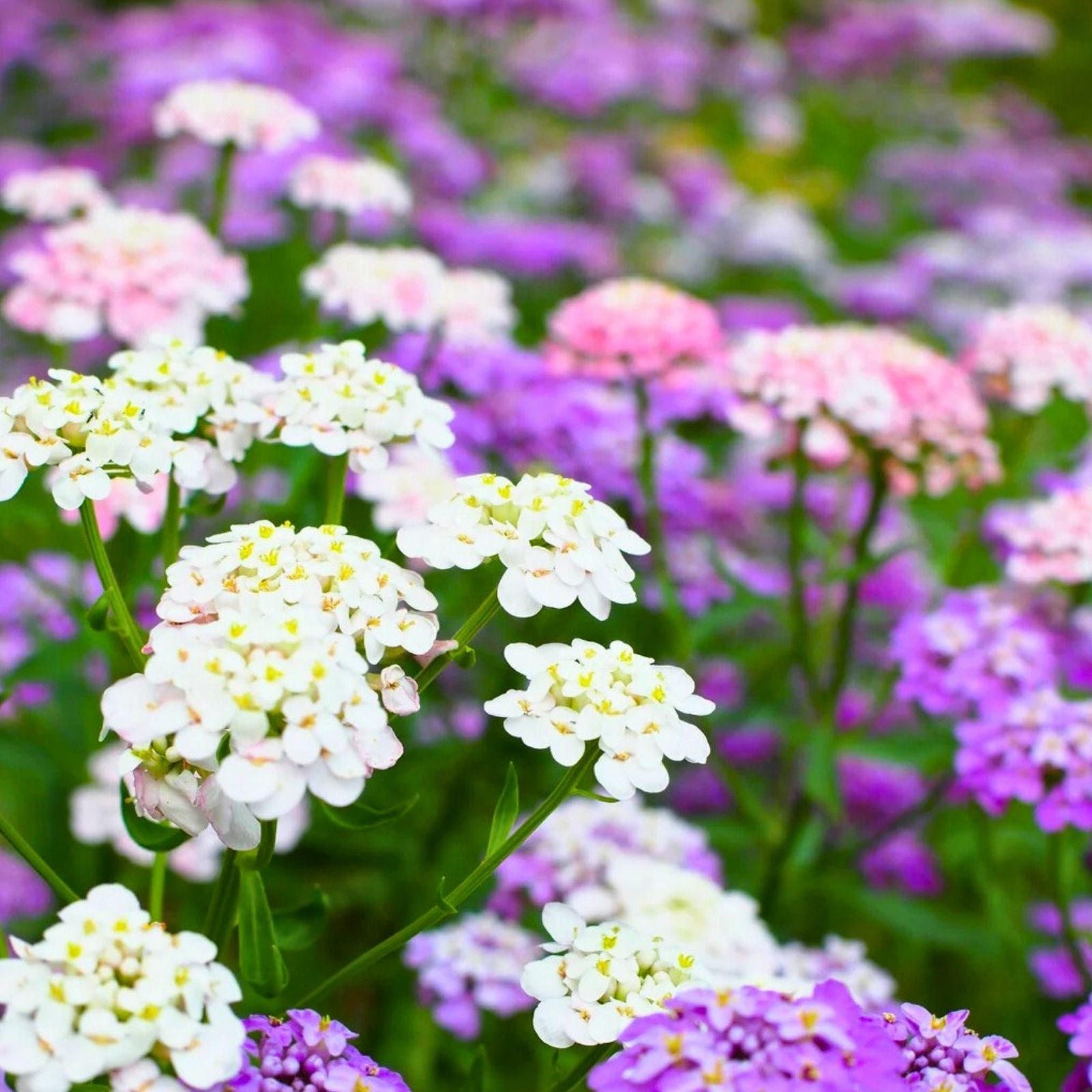 Shasta Daisy Seeds 25+ Pack Bright White & Yellow Flowers Leucanthemum × superbum Live Plant Cutting Bare Root Starter Plant