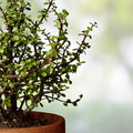 10 Portulacaria Afra Elephant Bush Succulent Cuttings – Dwarf Jade Houseplant, Easy Care, 6-inch Size