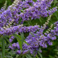 Chaste Tree Seeds Vitex agnus-castus 50+ Count Fast Growing Medicinal Ornamental Herb Plant