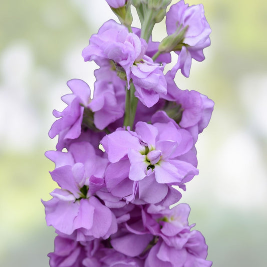 Light Lavender Stock Seeds 500 Count – Fragrant Matthiola incana Annual Flower Seeds for Garden, Cutting, Houseplant