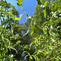 Corkscrew Willow Tree Cuttings Salix Matsudana 10 Branches Live Plant Propagation Ornamental Tree