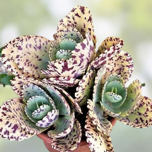 Kalanchoe marmorata succulent cuttings, live indoor plant, variegated, easy care, 5-inch bare root, houseplant, Crassulaceae