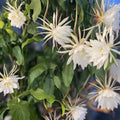 Epiphyllum Oxypetalum Fragrant Orchid Cactus Cutting 8" Live Succulent Plant Houseplant