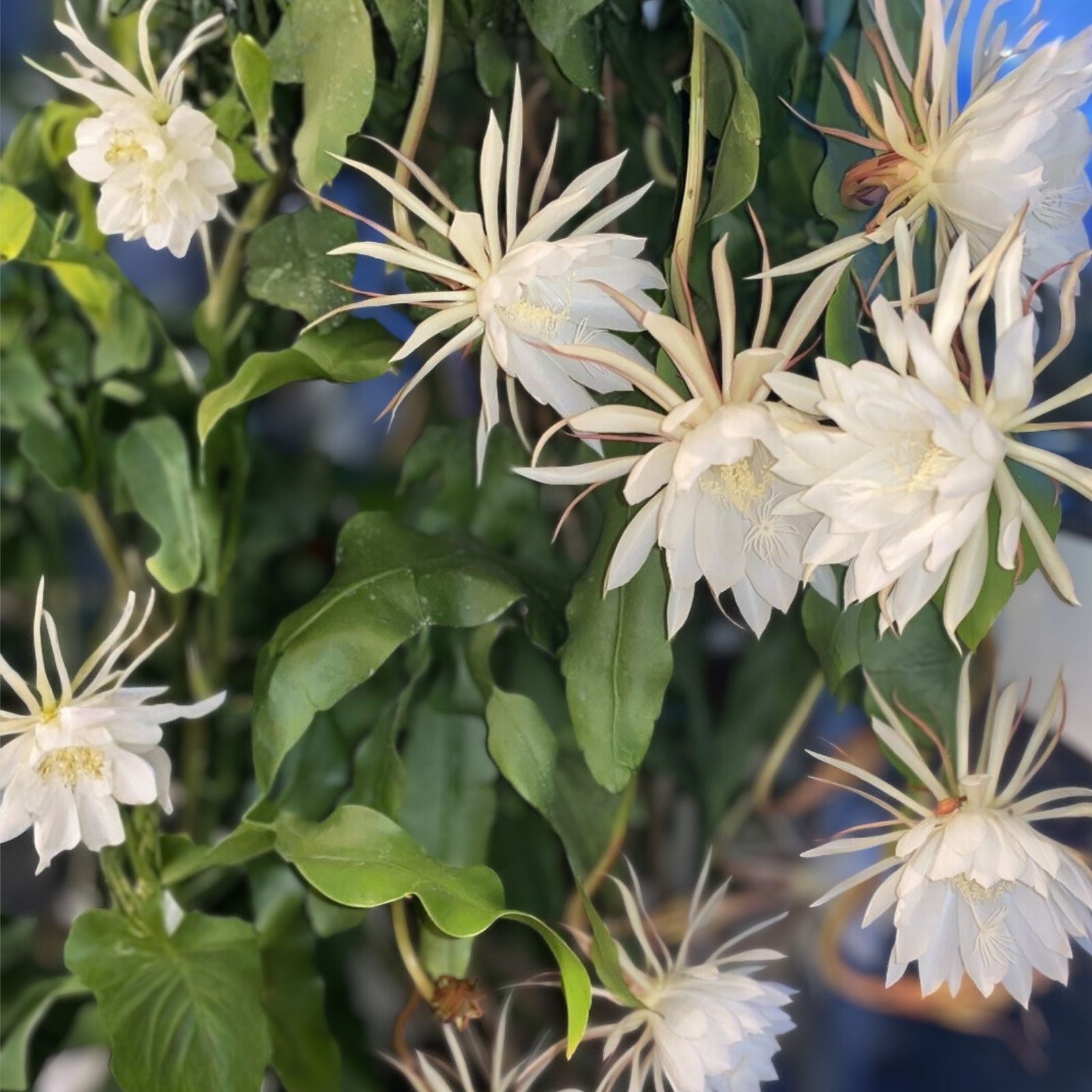 Epiphyllum Oxypetalum Fragrant Orchid Cactus Cutting 8" Live Succulent Plant Houseplant