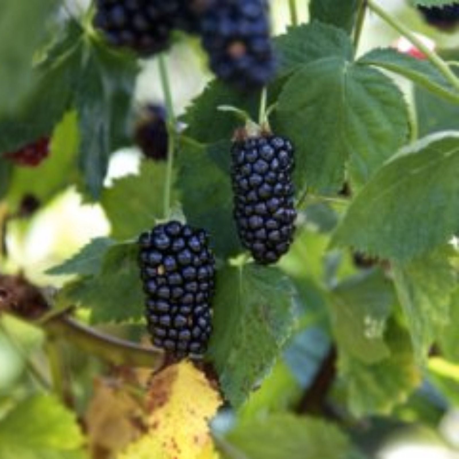 Organic Natchez Thornless Blackberry Cuttings 4 Pack – Rubus fruticosus Live Plant, 6" Starter Plant, Bare Root, Houseplant