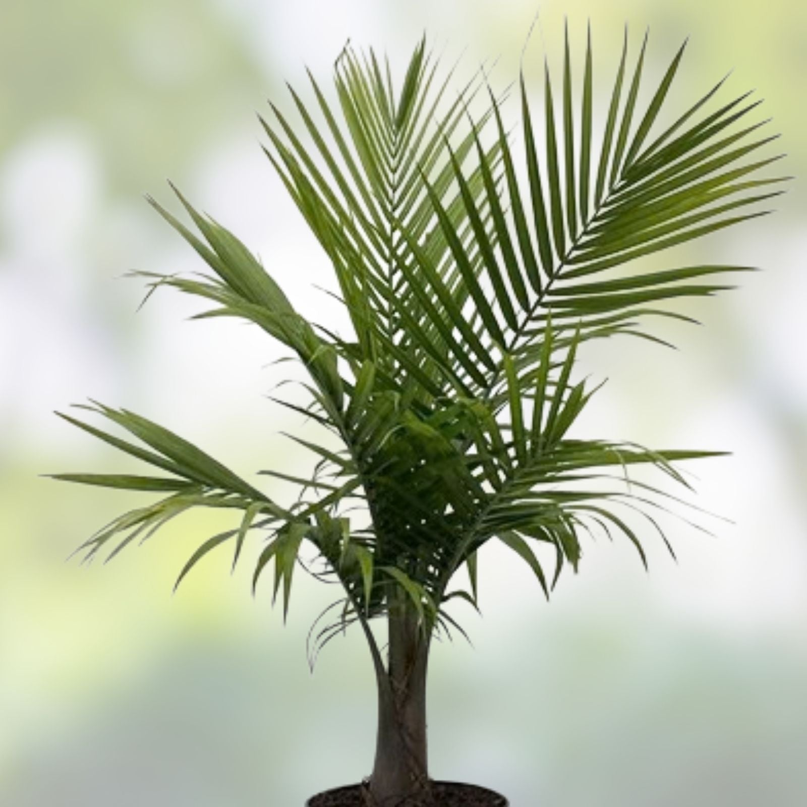 Golden Palm Tree Seeds - 10 Pack for Planting - Corypha utan Buri Palm Tropical Seeds - Fast Growing Planting Material