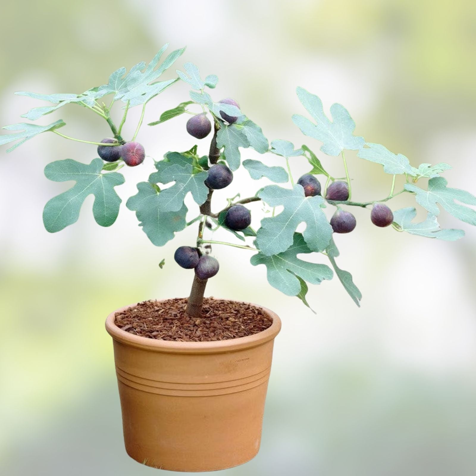Chicago Hardy Fig Live Plant 14" Bare Root Edible Fruit Tree Ficus carica Hardy Shrub for Garden Landscape