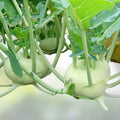 Kohlrabi Seeds Early White Vienna Non-GMO Vegetable Seeds, Brassica oleracea, 25+ starter plants, live plant, cutting, bare root