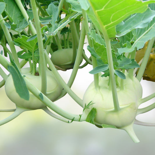 Kohlrabi Seeds Early White Vienna Non-GMO Vegetable Seeds, Brassica oleracea, 25+ starter plants, live plant, cutting, bare root