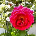 Dark Maroon Rose Cuttings - 6 Inch Long, Fragrant, No Roots, Rosa spp. - New Harvest Quality