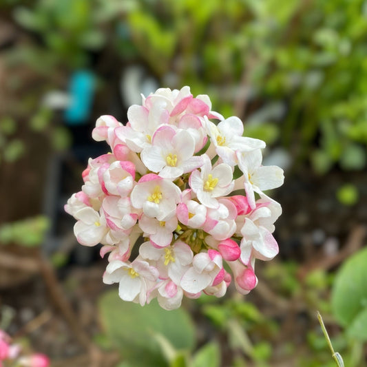 Mohawk Burkwood Viburnum Live Plant 24-36" Fragrant White Flowers Shrub Bare Root Starter Plant