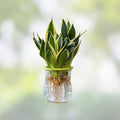 Fernwood Snake Plant Cuttings – Sansevieria Trifasciata Live Plant Clippings for Indoor Decor