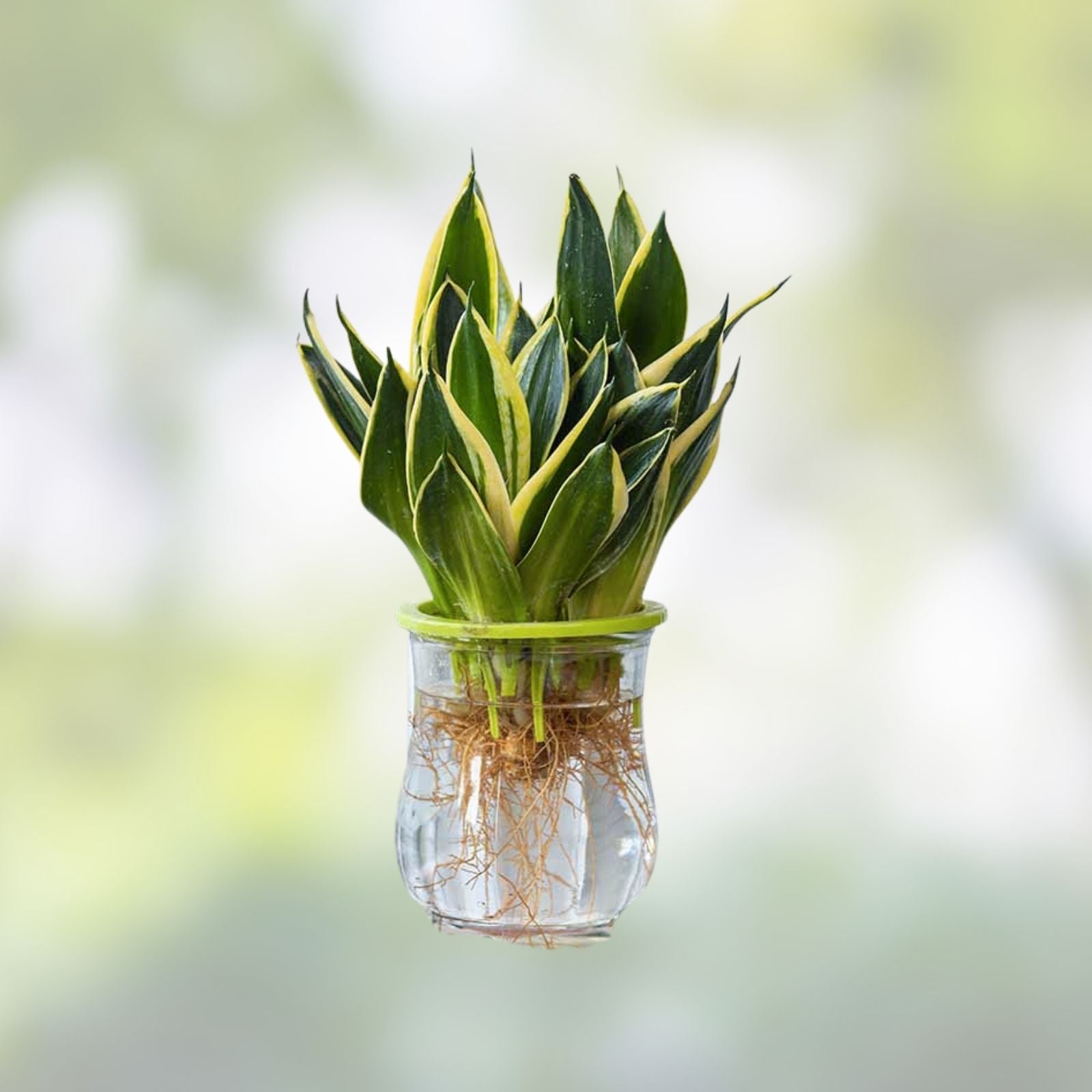 Fernwood Snake Plant Cuttings – Sansevieria Trifasciata Live Plant Clippings for Indoor Decor