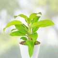 Live 10" Philodendron Thai Golden Goddess Plant – Rare Tropical Indoor Houseplant for Home Décor and Indoor Gardening