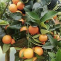 Pixie Mandarin Citrus Cuttings 6 Pack | Grow Your Own Citrus Tree | Citrus reticulata 'Pixie' | Live Plant Starter
