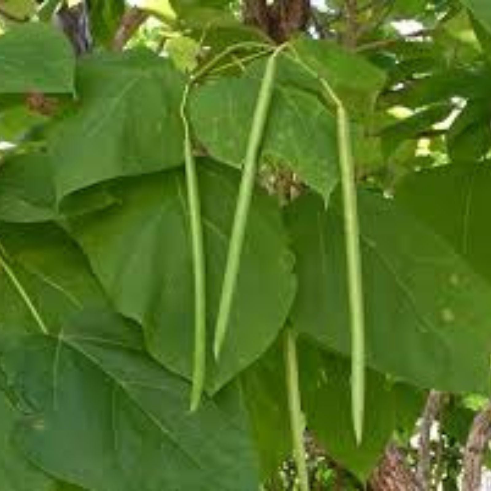 Passion Flower Seeds - 50+ Vine Seeds for Planting - Passiflora spp. - Fast Shipping