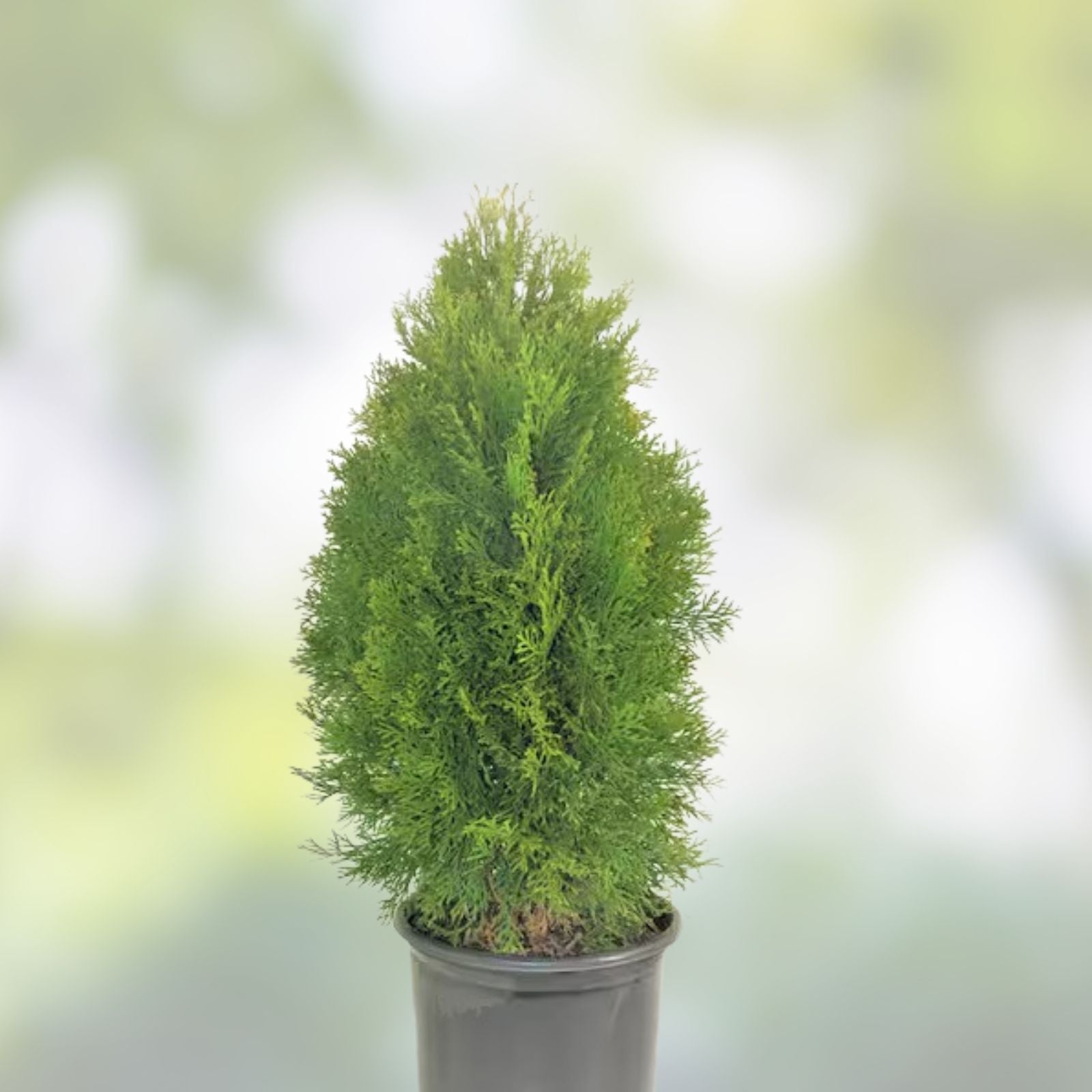 Emerald Green Arborvitae Live Plant 12+ Inch Bare Root Thuja Occidentalis Evergreen Shrub for Privacy Screening