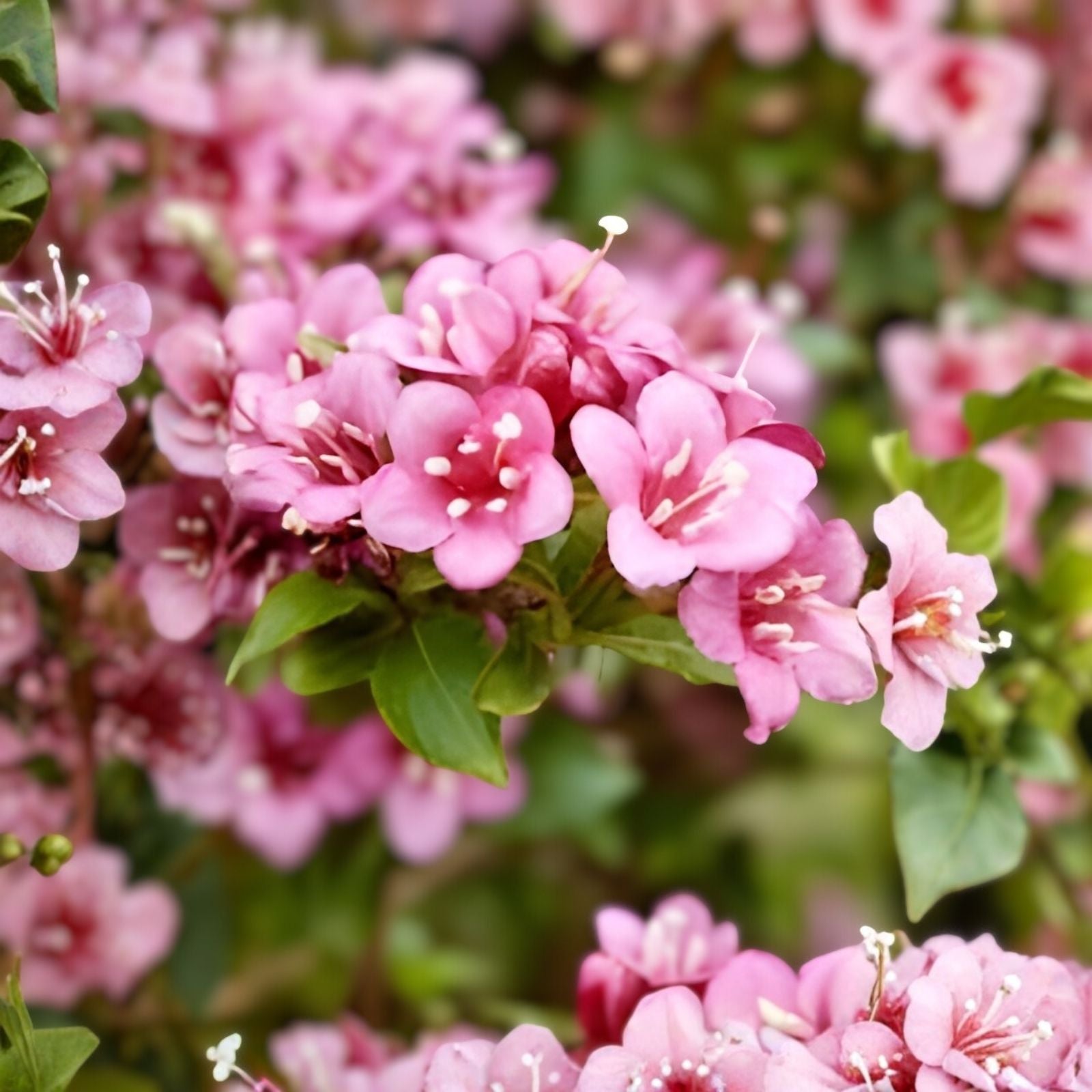 Polka Weigela Cutting 8-12" Live Rooted Plant Pink Flowers Weigela florida Zones 4-8