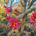 Cylindropuntia Cutting with Deep Red Flowers | Succulent Plant | Cylindropuntia versicolor | Elongated Sections