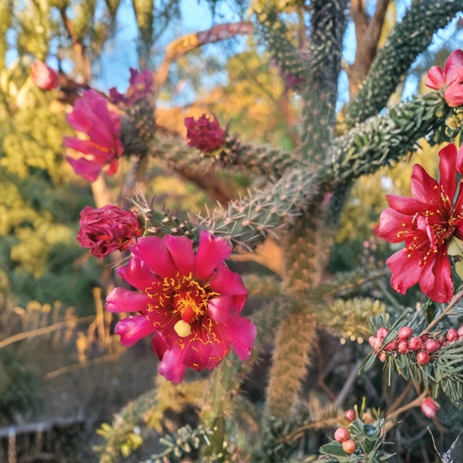 Cylindropuntia Cutting with Deep Red Flowers | Succulent Plant | Cylindropuntia versicolor | Elongated Sections