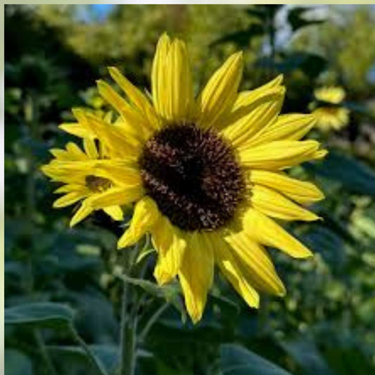 Heirloom Sunflower Seeds Bulk 15 Varieties Non-GMO Helianthus annuus for Garden, Landscaping, DIY Projects