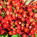 Primula Mala Seeds 100 Count - Red Hardy Perennial Flower Seeds for Garden, Houseplant, Cutting, Starter Plant