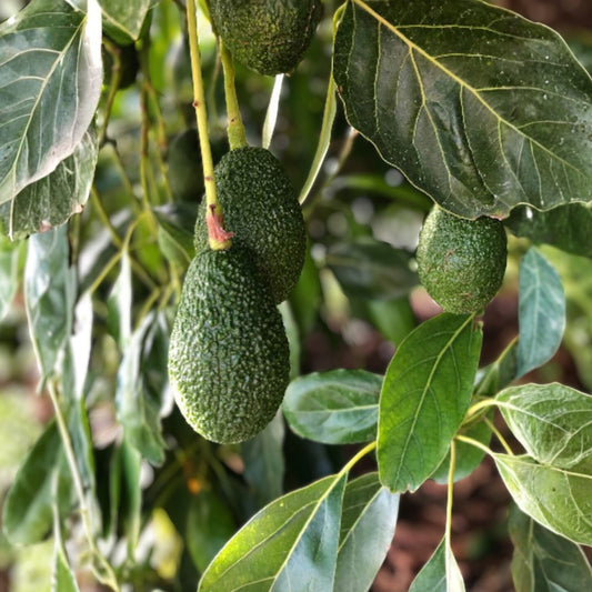 Lamb Hass Avocado Cuttings 4 Scions for Grafting Persea americana Fruit Tree Propagation Material