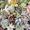 Assorted Succulent Cuttings 20 Pack Echeveria Sedum Aloe Live Plants for Gardening, Decor, Gifts, Crafting