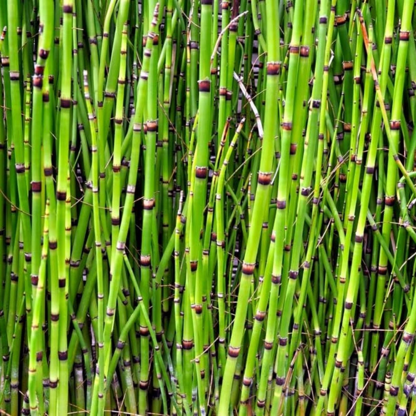 Horsetail Plant Cuttings Equisetum for Koi Pond Water Garden Aquatic Plant Natural Water Feature Decor