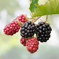 Thornless Blackberry Bush Cutting Rubus fruticosus Hybrid Live Plant 4 Inches Home Garden Starter Plant