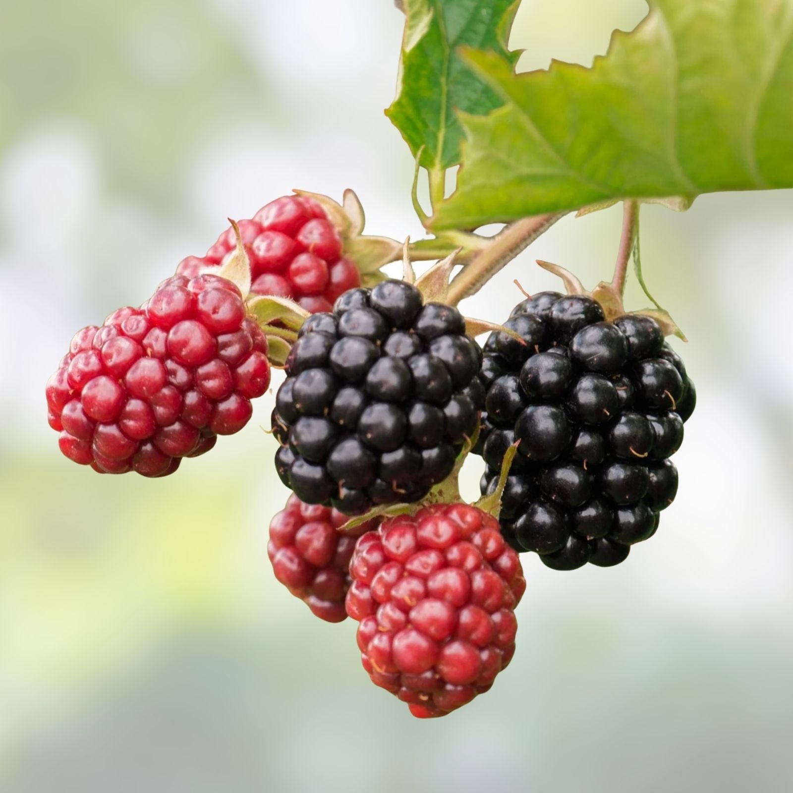 Thornless Blackberry Bush Cutting Rubus fruticosus Hybrid Live Plant 4 Inches Home Garden Starter Plant