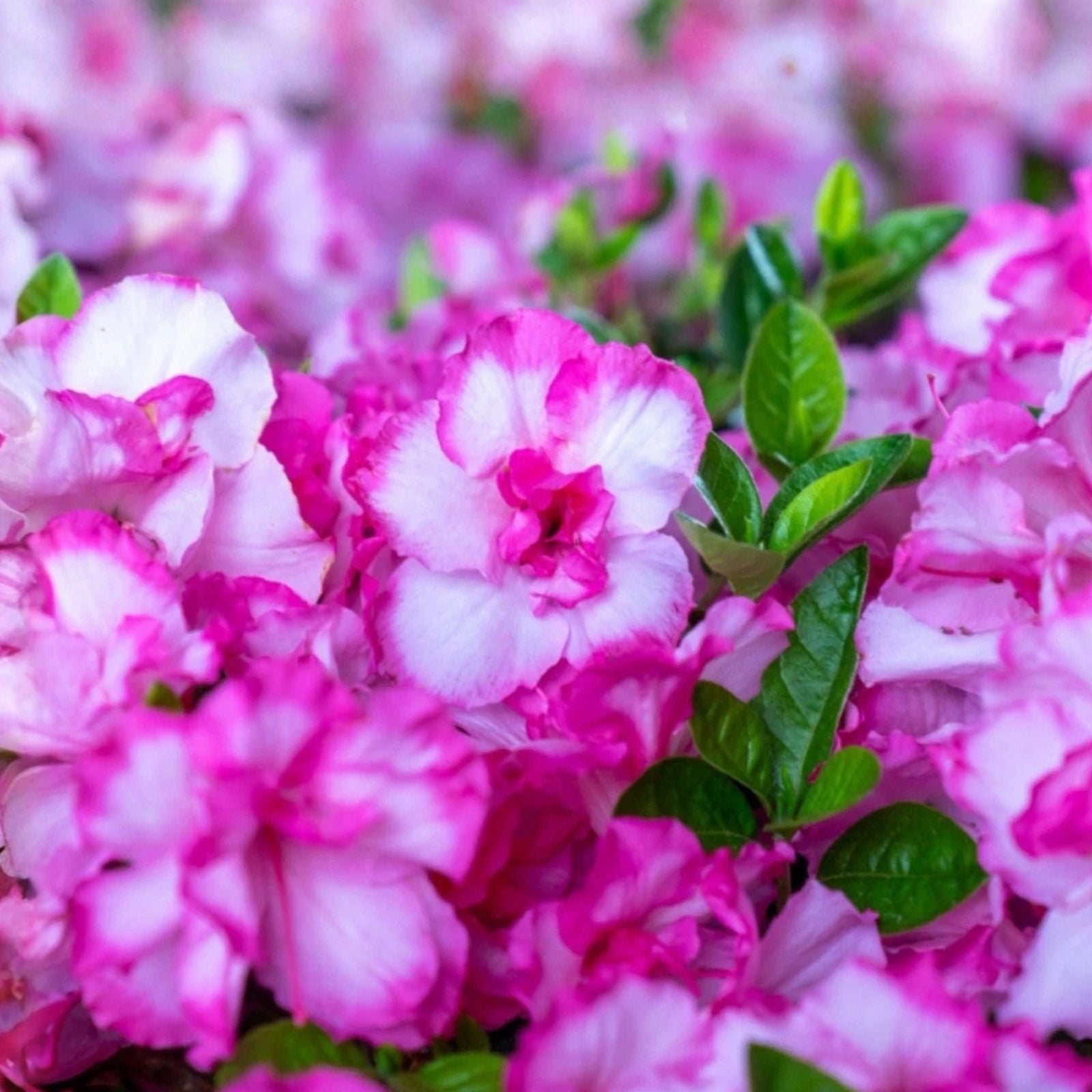 Encore Autumn Kiss Azalea Starter Plant - Deciduous Pink Blooms - Rhododendron 'Autumn Kiss' - Well-Rooted, Fast Shipping