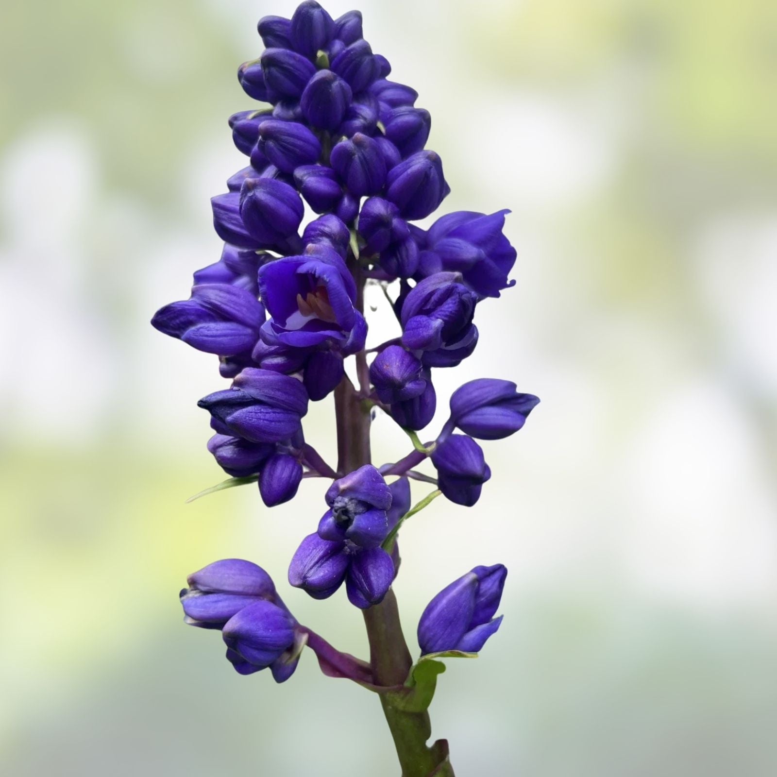 Blue Ginger Plant Cuttings 3 Pack Dichorisandra thyrsiflora Tropical Garden Starter Live Houseplant