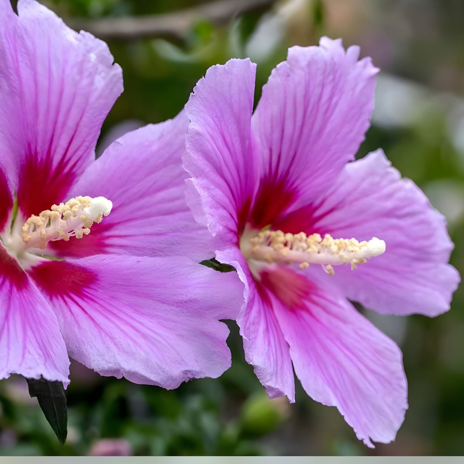 Hibiscus Cuttings 10 Unrooted Hardy Hibiscus Syriacus Live Plant Starter Assorted Colors