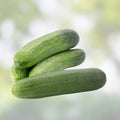Cucumber Seeds Heirloom Non-GMO Marketer Variety Cucumis sativus Vegetable Garden Plant 100 Pack