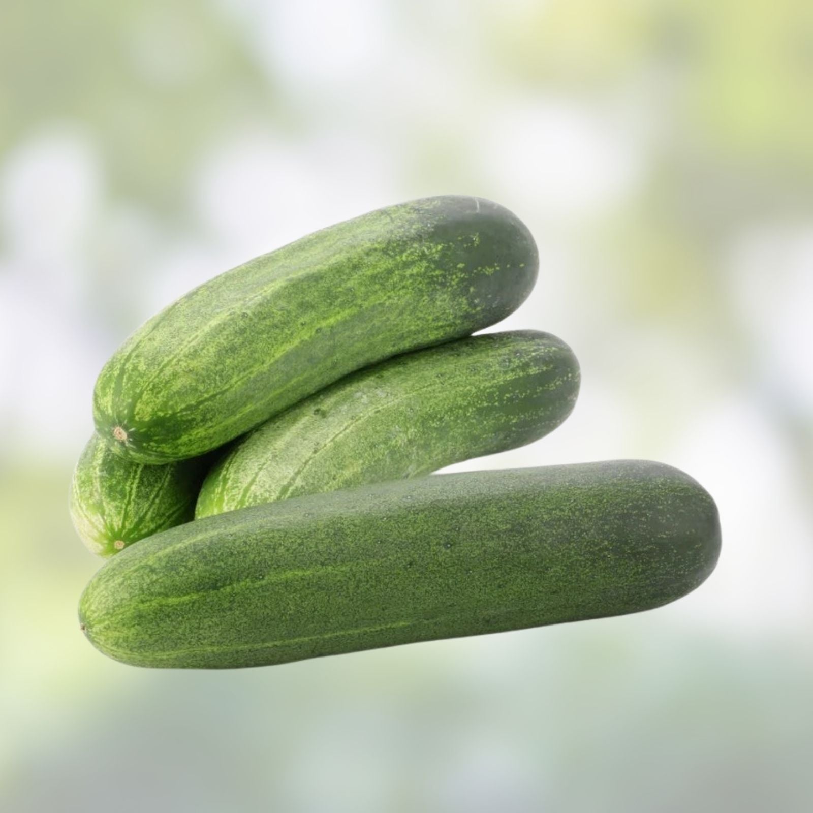 Cucumber Seeds Heirloom Non-GMO Marketer Variety Cucumis sativus Vegetable Garden Plant 100 Pack