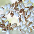 Tall Green Milkweed Seeds 50 Pack – Asclepias hirtella Native Pollinator Plant for Gardens