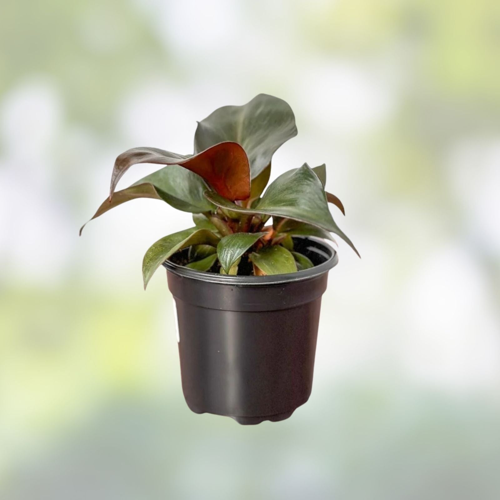 Rare Philodendron Red Heart Live Houseplant 3-inch Pot Philodendron erubescens Red Foliage Tropical Plant