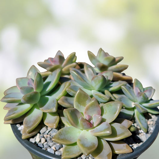 Graptopetalum paraguayense Ghost Plant Succulent Cuttings – 3 Live Starter Plants, Easy Care, Gray-White Foliage, Houseplant, Succulent Propagation