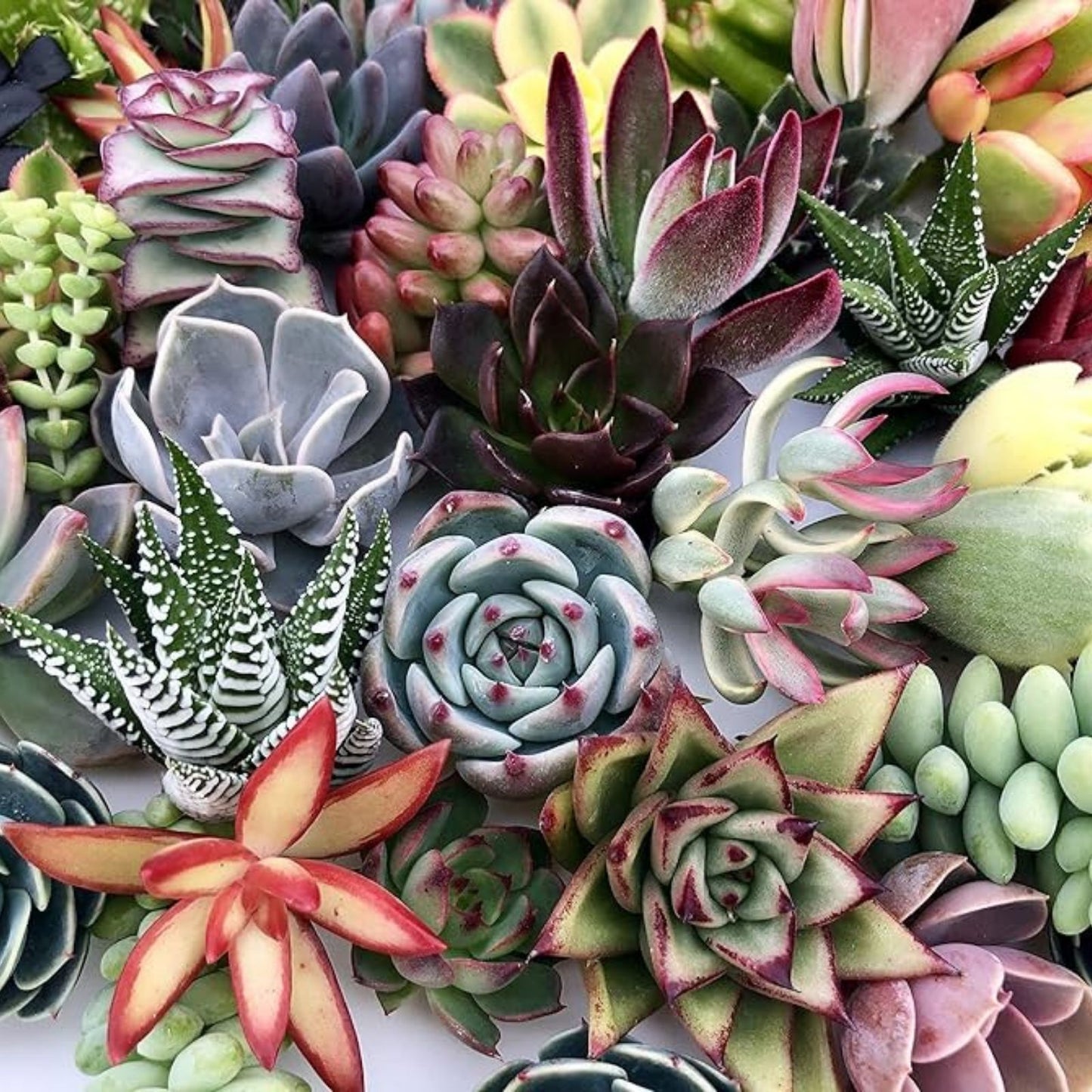 Large Succulent Cuttings 50 Pieces Echeveria Aloe Sedum Varieties Garden Decor Crafting Live Plants