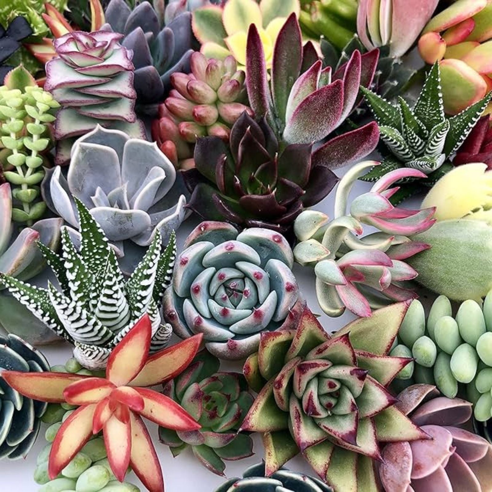 Large Succulent Cuttings 50 Pieces Echeveria Aloe Sedum Varieties Garden Decor Crafting Live Plants