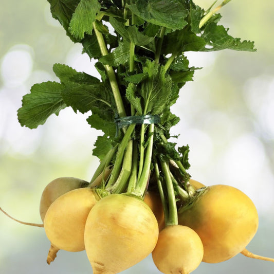 Heirloom Turnip Seeds Seven Top Variety Organic Brassica rapa Root Vegetable Live Plant Starter 50+ Seeds