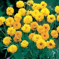 Chrysanthemum Seeds 500 Count Golden Yellow Blooms | Garden Flower Seeds | Live Plant, Cutting, Starter Plant