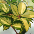 Hoya Carnosa Wax Plant Rooted Cutting with Variegated Cream & Green Leaves - Hoya carnosa 'Rubra'