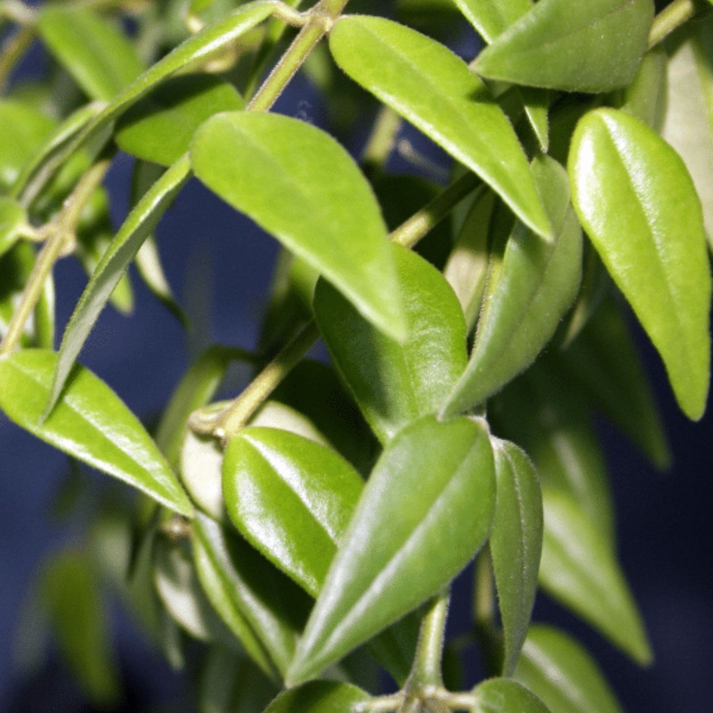 Hoya Bella Cutting Live Houseplant | Indoor Plant Stem | California Grown Hoya bella | Starter Plant for Indoor Decor