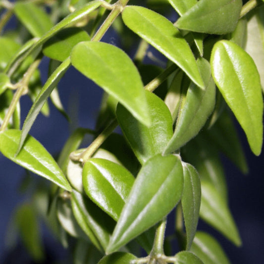 Hoya Bella Cutting Live Houseplant | Indoor Plant Stem | California Grown Hoya bella | Starter Plant for Indoor Decor