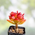 Crassula multicava Red Fairy Jade Succulent Cuttings 2" Live Plant Indoor Outdoor Garden Starter