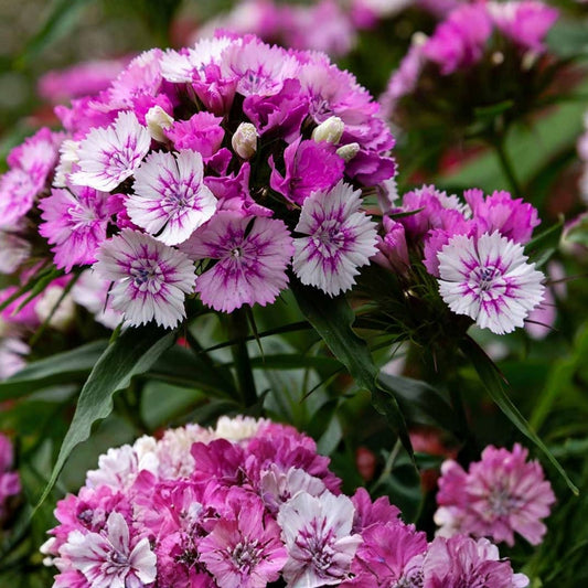 Dianthus Perennial Plant 4" Pot | Fragrant Pink Blooms | Live Garden Flower | Sweet William Dianthus barbatus
